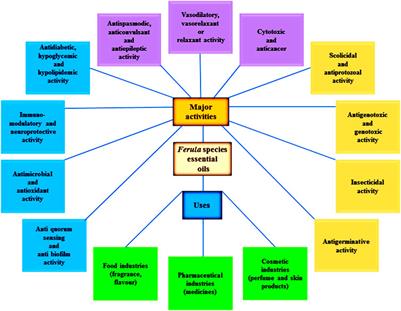 Metabolic Profile, Bioactivities, and Variations in the Chemical Constituents of Essential Oils of the Ferula Genus (Apiaceae)